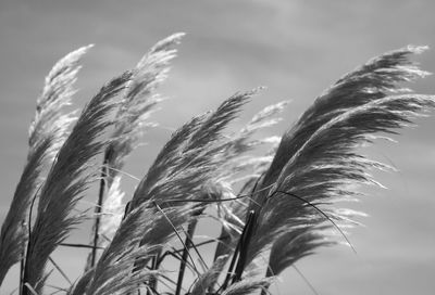 Close-up of stalks in field against sky