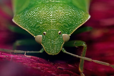 Close-up of insect on leaf