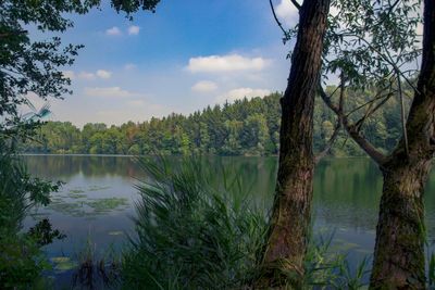 Scenic view of lake in forest against sky