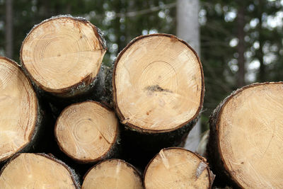 Stack of logs in forest