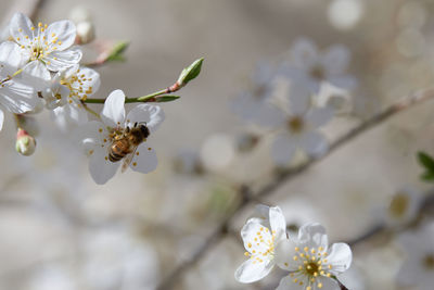 Close-up of bee on white cherry blossom