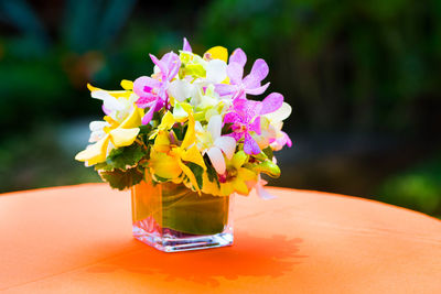 Close-up of pink flowers in vase