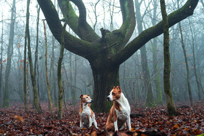 Terrier dogs sitting in front of old oak tree