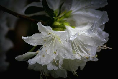 Close-up of water drops on white rose