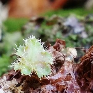 Close-up of cactus