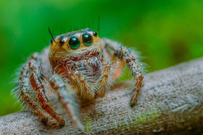 Closeup macro jumping spider on blue background. with an empty space to fill in the text