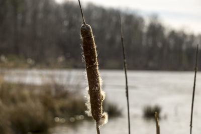 Close-up of plant against blurred background