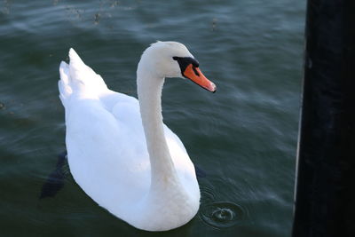 Swan swimming in lake