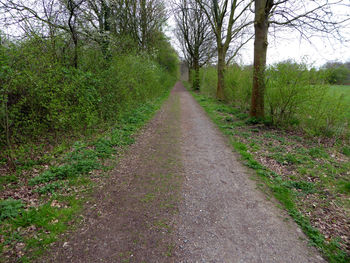 Dirt road amidst trees