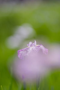 Close-up of purple flowering plant