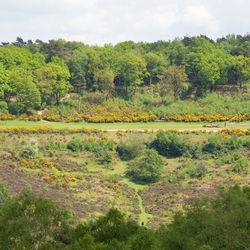 Scenic view of forest against sky