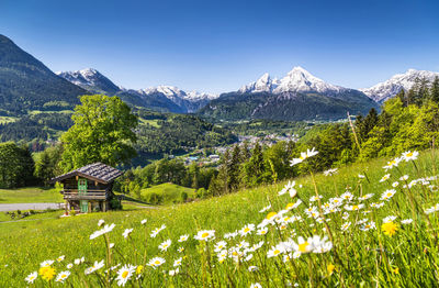 Scenic view of flowering plants on field against sky