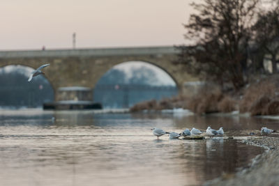 Ducks in a river
