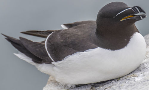 Close-up of bird