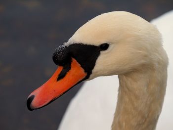 Close-up of swan