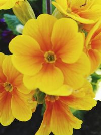 Close-up of yellow flowers blooming outdoors