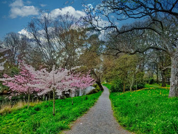 View of cherry blossom trees against sky