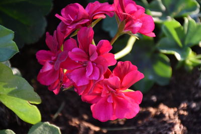 Close-up of pink flowers