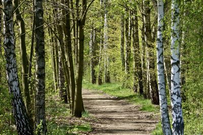 Footpath amidst trees in forest