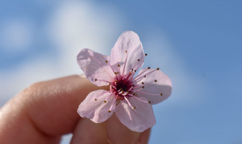 Close-up of hand holding cherry blossom flower against sky