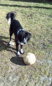 Dog on grassy field