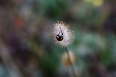 Close-up of insect on flower