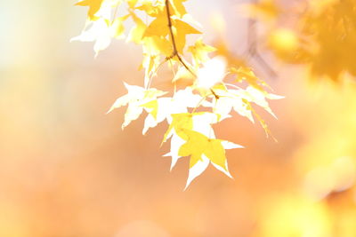 Close-up of maple leaves against blurred background