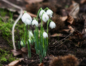 Close-up of white flowers growing on field