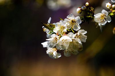 Close-up of apple blossoms in spring