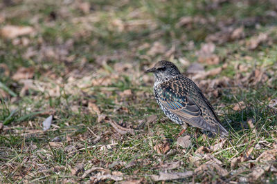 Close-up of bird perching on ground