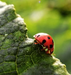 Close-up of ladybug on leaf