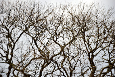 Low angle view of bare tree against sky