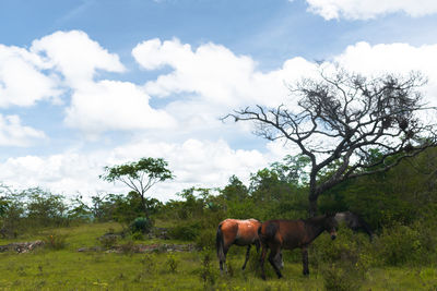 Horses in a field