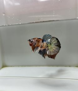 Betta fish is oranye copper gold