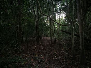 Trees in forest