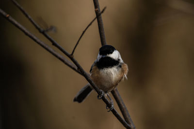 Close-up of bird perching on branch