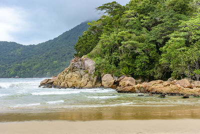 Rainforest meeting the ocean