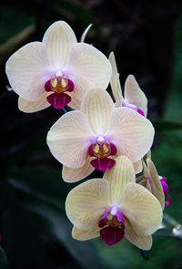 Close-up of pink orchid flower