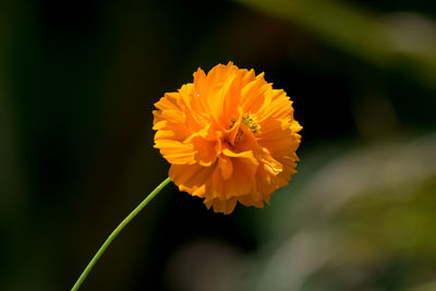 Beautiful yellowish orange cosmos flower