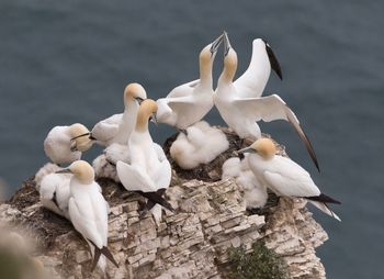 High angle view of gannets on rock against sea