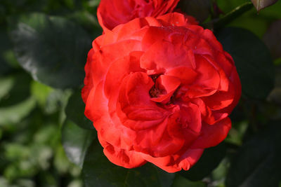 Close-up of red rose