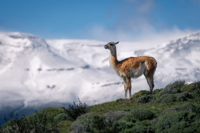 Deer standing on field