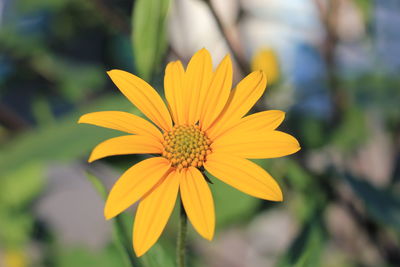 Close-up of yellow flower