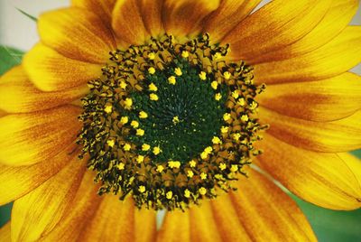 Close-up of yellow flower