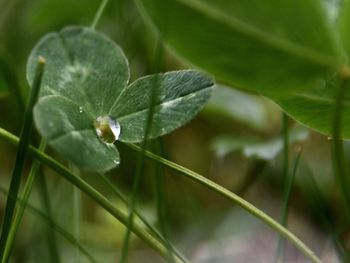 Close-up of insect on plant