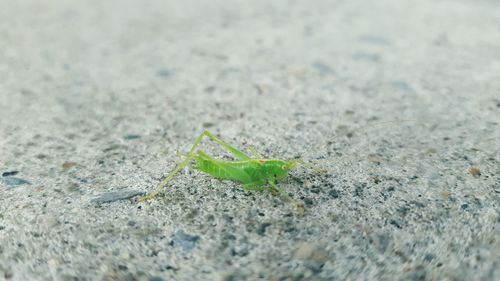 Close-up of grasshopper