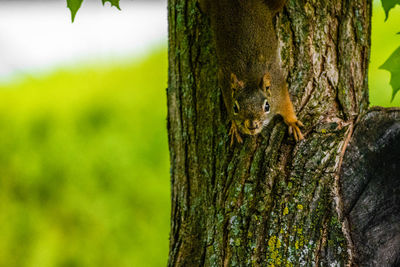 Squirrel on tree trunk