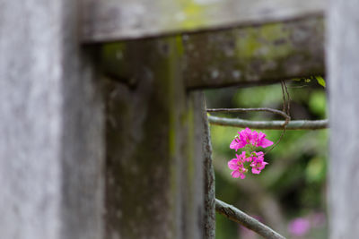 Close-up of pink flowers