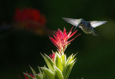 Close-up of butterfly pollinating on flower