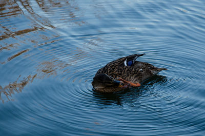 Two swimming in lake